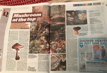 Mushroom at the top
